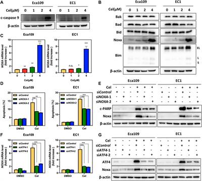 Celastrol Inhibited Human Esophageal Cancer by Activating DR5-Dependent Extrinsic and Noxa/Bim-Dependent Intrinsic Apoptosis